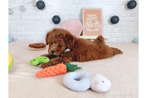 販売中の北海道のトイプードル-392775の4枚目